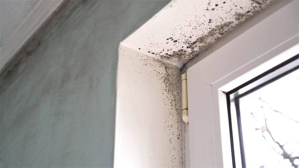 Mold Removal and Inspection in Murfreesboro, TN